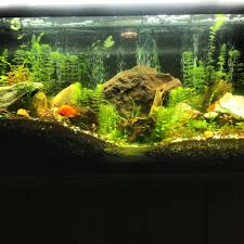 Planted 55 Gallon Aquarium Attempt At Mix Between A Cichlid Tank And Aquascaping Planted Aquarium Aquascape Fish Tank