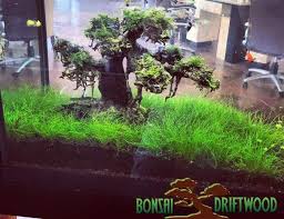 Pin On Aquarium