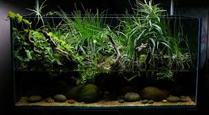 Riparium Planter Grand 2 Pack Riparium Supply Brand Planted Aquarium Plants Biotope Aquarium
