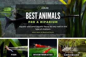 Riparium Complete Care Guide How To Build Bantam Earth Aquascape Design Vivarium Planted Aquarium