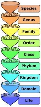 Taxonomy Animal Classification And Invertebrates Lesson Taxonomy Biology Science Biology Biology