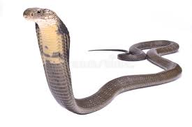 King Cobra Ophiophagus Hannah The King Cobra Ophiophagus Hannah Is The Large Sponsored Ophiophagus Hannah King King Cobra Baby Turtles Snake Venom