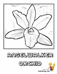 Just as he is about to begin his epic masterpiece, the raccoons interrupt and derail his production. Free Flower Coloring Pages Orchid Flower Iris Picture Flower Pics