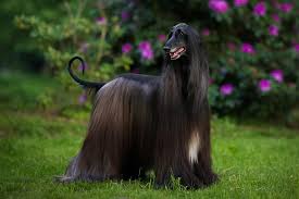 This is the price you can expect to budget for an afghan hound with papers but without breeding rights nor show quality. Afghan Hound Dog Breed Information American Kennel Club