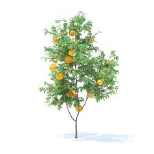 Orange Tree With Fruits 3d Model 2 1m Orange Tree Orange 3d Model