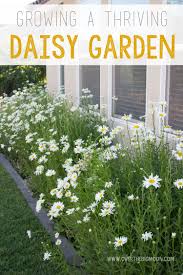 Tips For Growing A Daisy Garden Plants Planting Flowers Growing Flowers