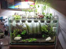 Ruuuey S 17g Riparium Planted Aquarium Aquaponics Fish Aquarium