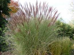 Miscanthus Sinensis Morning Light Grass Miscanthus Morning Light Morning Light Front Garden