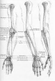 Imagen Relacionada Human Anatomy Drawing Skeleton Anatomy Anatomy Reference