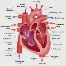 Human Heart Pictures Human Heart Image Human Photo Gallery Heart Pictures Human Heart Diagram Heart Detail