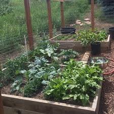 Colorado Vegetable Garden In 2020 Garden Vegetable Garden Vegetables