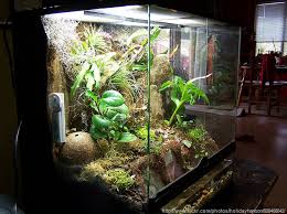 Planting Terrariums And Wardian Cases Large Terrarium Wardian Case Succulent Terrarium