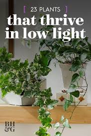 23 Of Our Favorite Low Light Houseplants Houseplants Low Light Ivy Plant Indoor Low Light Plants