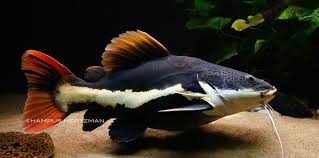 Short Body Redtail Catfish Red Tail Catfish Aquarium Catfish Catfish