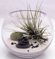 Small Desktop Zen Garden Terrarium Kit Live By Xercesart On Etsy Desktop Zen Garden Garden Terrarium Air Plant Terrarium