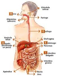 Sistema Digestivo Sistema Digestivo Humano Sistemas Del Cuerpo Humano Sistema Digestivo