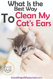 How To Clean Cats Ears With A Few Simple Tools And Household Necessities Like Olive Or Vegetable Oil You Can Easily And Safely Clean Cat Ears Cats Cat Ears