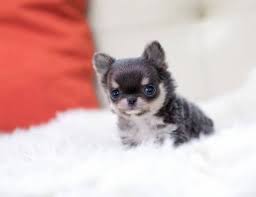 Why buy a puppy for sale if you can adopt and save a life? Teacup Puppies For Sale Text At 720 623 4628 Chicago Animal Pet