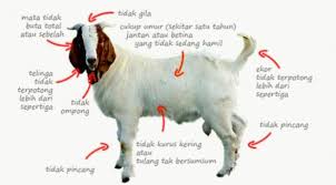 Penyembelihan secara mekanik yang melanggar ketentuan syar'i seperti dengan cara menyetrum hewan, hukumnya dilarang. Jenis Dan Jumlah Hewan Dalam Aqiqah Makalah Nih