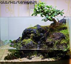 35l Bonsai Paludarium Aquarium Garden Aquarium Landscape Aquascape