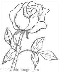 Rose Drawing Pencil Easy Rose Drawing How to draw a tube rose drawing|rajani gandha flower drawing.