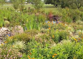 Rain Gardens Anne Arundel County Md