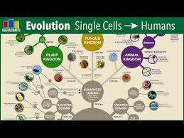 Evolution From Single Cells To Humans Youtube Evolution Single Celled Human