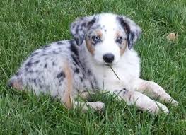 Check back again soon for upcoming texas heeler litters. This Is The Kind Of Puppy I Am Going To Own They Are So Soft Heeler Puppies Cute Dogs Baby Animals