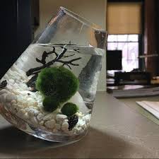 Terrarium Live Moss Deer Figures Miniature Etsy Japanese Moss Balls Moss Balls Terrarium