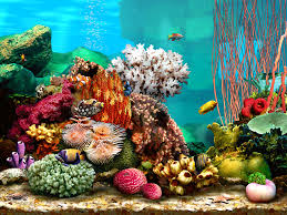 10 Awesome Free Screensavers For Windows Marine Aquarium Aquarium Screensaver Aquarium Accessories