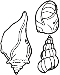 Mit unserer basteln mit muscheln. Muschel Malvorlage Coloring And Malvorlagan