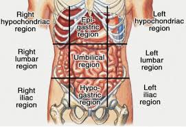 Liver Is Located Below The Diaphragm In The Right Upper Quadrant Description From Ihealthblogger Com I Searche Anatomy Organs Human Body Anatomy Body Anatomy