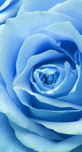 Best Wallpaper Blue Roses 52 Ideas Blue Roses Wallpaper Blue Flower Wallpaper Rose Wallpaper