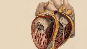 Human Anatomy Wallpapers High Quality Resolution Human Anatomy Anatomy Wallpaper