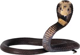 Snake Png Image Black And Yellow Snake Snake Images Snake