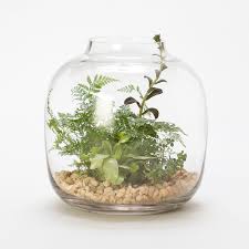 29148780 100 A 1223 1223 Terrarium Garden Terrarium Water Terrarium