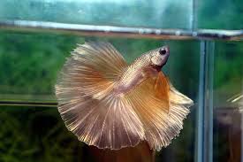 Home fish pet 17 types of betta fish that must be owned. Nice Betta Thailand Co Ltd Betta Fish For Sale Siamese Fighting Fish