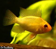 Premium Gold Ram Cichlid 1 5 To 2 Long Aquarium Fish Aquarium Fish For Sale Tropical Fish