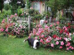 Flower Carpet Roses In Cottage Garden Rose Garden Design Cottage Garden Cottage Garden Roses