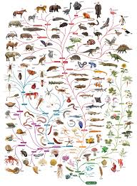 Pin De Shcotty En Life Historia De Mi Vida Animales Historia