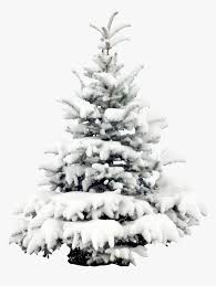 Snow christmas tree png is about is about squirrel, tree, snow, pine, snowflake. Tree Trees Winter Snow Terrieasterly Snowy Christmas Tree Png Transparent Png Transparent Png Image Pngitem
