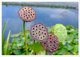 Lotus Pods In 2020 Beautiful Flowers Lotus Pods Flowers