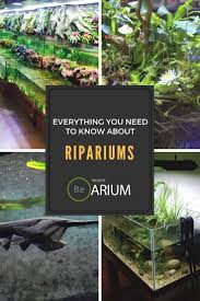 Riparium Complete Care Guide How To Build Bantam Earth Freshwater Plants Plants Plant Nutrients