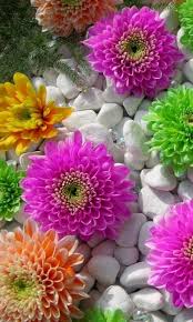 Hd Wallpapers For Mobile Beautiful Flowers Wallpapers Flower Phone Wallpaper Mobile Wallpaper