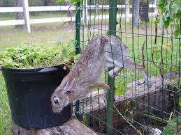 An Almost Rabbit Proof Garden Fence Lol How To Rabbit Proof Raised Beds Fenced Vegetable Garden Small Vegetable Gardens Garden Fence