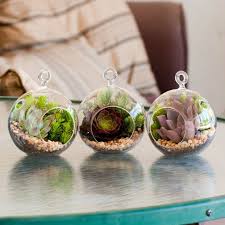 Mini Succulent Terrarium Kit 3 Pack Echeveria Derenbergii Angelina Sedum Purple Aeonium Blue Spruce Sedum G Succulent Terrarium Terrariums Kits Mini Succulents