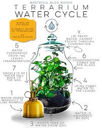 Terrarium Water Cycle Transpiration Terrarium Terrarium Plants Plant Science