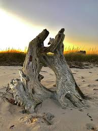 Weathered Wood On Windswept Shore Glows In Distant Light Weathered Wood Beach Scenes Weathered