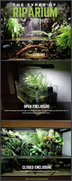 Riparium Complete Care Guide How To Build Bantam Earth Planted Aquarium Plants Aquaponics