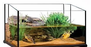 Contoh Desain Tempat Memelihara Kura Air Turtle Tempat Kura Kura Desain
